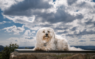 DO ALL DOGS GO TO HEAVEN?